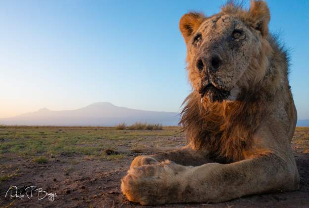 'World's Oldest Lion' Speared To Death By Herder In Kenya - Angel ...