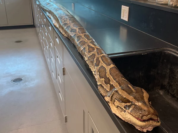 The 19-foot python was caught and killed because it's an invasive species in Florida. The state permits hunters and residents to humanely catch and kill the snakes to prevent them from wreaking havoc on the ecosystem. Conservancy of Southwest Florida