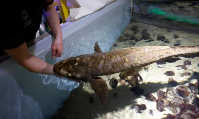 Methuselah lives at the Steinhart aquarium at the California Academy of Sciences in Golden Gate Park in San Francisco, California. Photograph: John G Mabanglo/EPA
