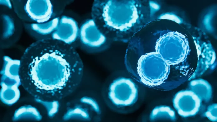 Human stem cells are the next frontier of medicine, says von Schwarz, with the potential to make a life expectancy of 120 healthy years normal, starting this decade. Getty Images/iStockphoto