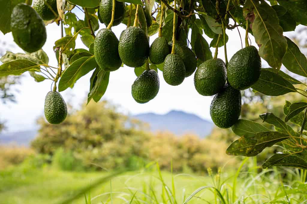 California is the top producer of avocados in the country.  ©Alexis Foto Guevara/Shutterstock.com