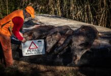 Spain Swine Fever Spreads Outside Containment Zone hunter with the signs indicating a hunt is under way, and the wild boars taken / Jordi Borràs