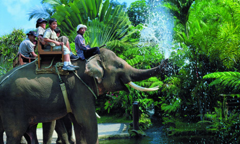 Indonesia Becomes First Asian Country to Ban Elephant Rides