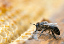 Bee Farmers Call for N36bn Injection Into Nigeria’s Apiculture