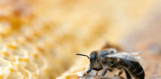 Bee Farmers Call for N36bn Injection Into Nigeria’s Apiculture