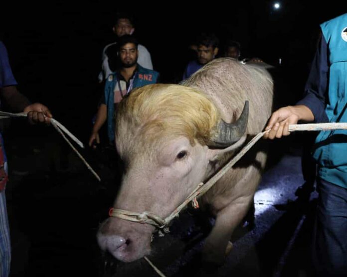 The rare albino buffalo nicknamed ‘Donald Trump’ is transferred to the national zoo in Dhaka. Photograph: Abdul Goni/AFP/Getty