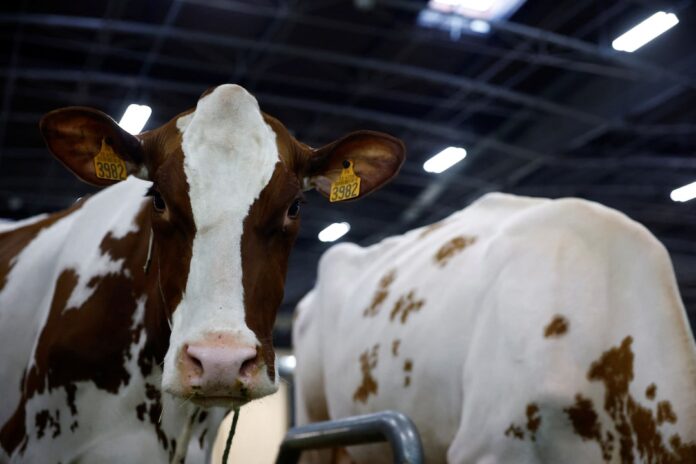 Cows are seen on the eve of the opening of the 2025 Paris International Agriculture Fair (Salon International de l'Agriculture) at the Porte de Versailles exhibition centre in Paris, France, February 21, 2025. REUTERS/Sarah Meyssonnier